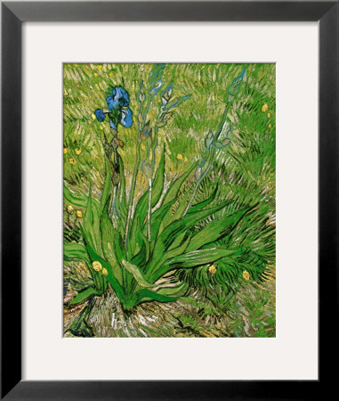 The Iris by Vincent Van Gogh Pricing Limited Edition Print image