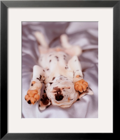 Monty by Rachael Hale Pricing Limited Edition Print image