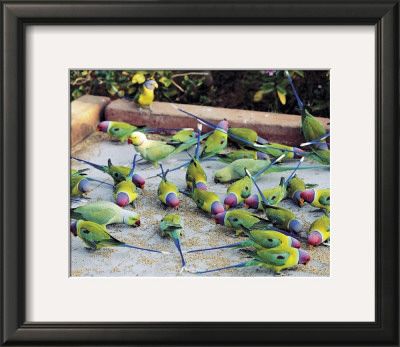 Parrots Of Rajasthan by Olivier Föllmi Pricing Limited Edition Print image
