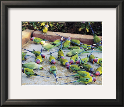 Parrots Of Rajasthan by Olivier Follmi Pricing Limited Edition Print image