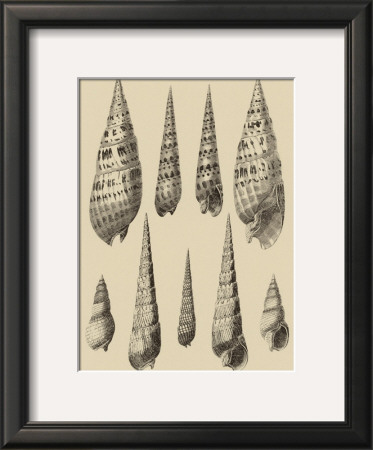 Shells On Khaki Ix by Denis Diderot Pricing Limited Edition Print image