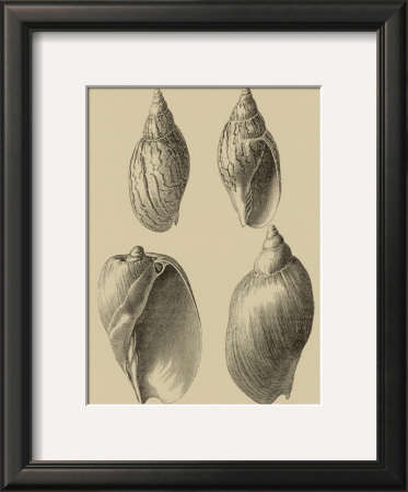 Shells On Khaki Xi by Denis Diderot Pricing Limited Edition Print image