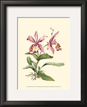 Pink Cattleya Orchid by Joy Waldman Pricing Limited Edition Print image