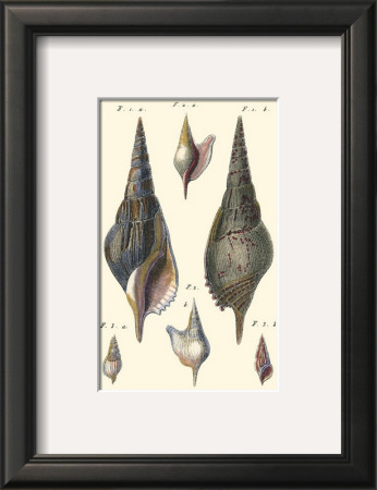 Sea Shells Iii by Denis Diderot Pricing Limited Edition Print image
