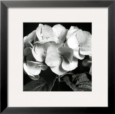 Hydrangea by Darlene Shiels Pricing Limited Edition Print image