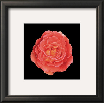 Rose by Joson Pricing Limited Edition Print image