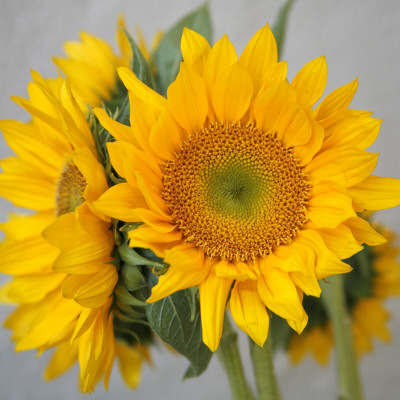 Sunny Sunflower Iii by Nicole Katano Pricing Limited Edition Print image