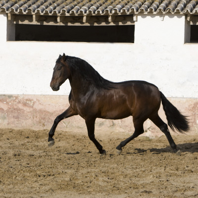 Bay Andalusian Stallion Trotting In Arena Yard, Osuna, Spain by Carol Walker Pricing Limited Edition Print image
