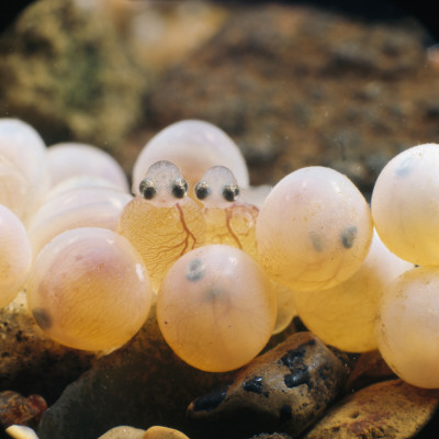 Brown Trout Newly Hatched Alevins And Eggs Ready To Hatch, From Europe, Life Cycle Sequence 4/14 by Jane Burton Pricing Limited Edition Print image