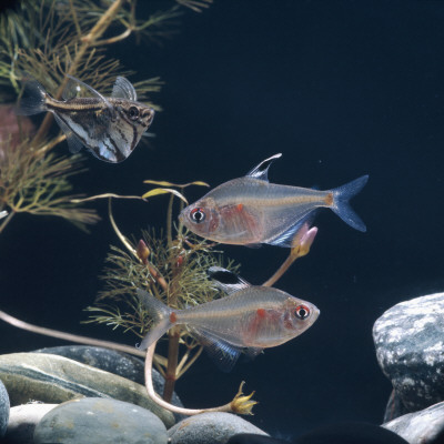 Bleeding Heart Tetra Captive, From Amazonia by Jane Burton Pricing Limited Edition Print image