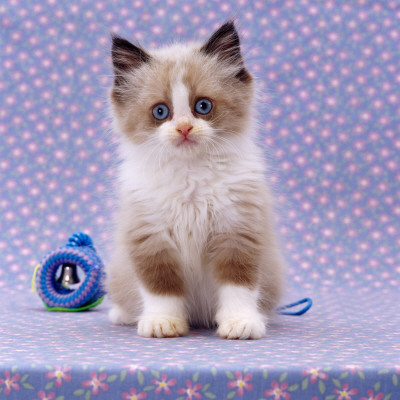 Persian Cross Kitten, Sitting by Jane Burton Pricing Limited Edition Print image