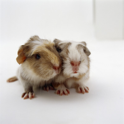 Two Baby Crested Guinea Pigs, One-Day by Jane Burton Pricing Limited Edition Print image