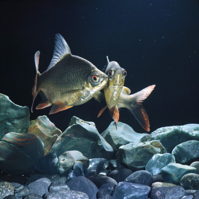 Tinfoil Barb Pair Interacting, Freshwater, From Se Asia by Jane Burton Pricing Limited Edition Print image