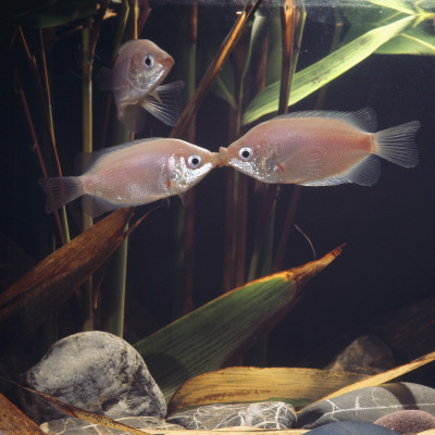 Kissing Gouramis Kissing, From Asia, Freshwater by Jane Burton Pricing Limited Edition Print image