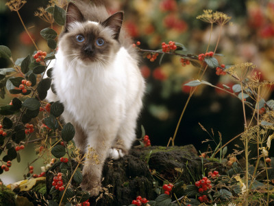 Domestic Cat, Young Birman Cat Among Cotoneaster Berries And Ground Elder Seedheads by Jane Burton Pricing Limited Edition Print image
