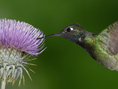 Magnificent Hummingbird, Adult Feeding On Garden Flowers, Usa by Dave Watts Pricing Limited Edition Print image