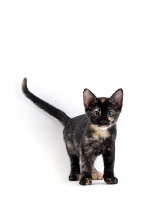 Domestic Cat, 9-Week, Tortoiseshell Kitten by Jane Burton Pricing Limited Edition Print image