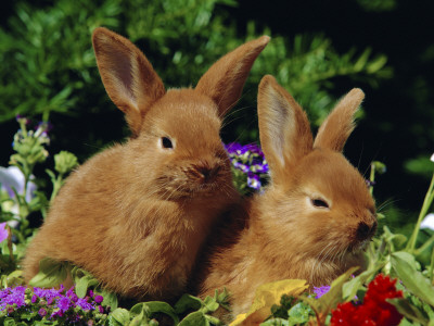 New Zealand Domestic Rabbits And Flowers by Lynn M. Stone Pricing Limited Edition Print image