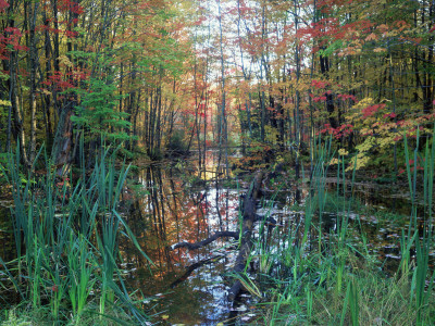 Autumn Scene In Woodland With Stream, Wisconsin, Usa by Larry Michael Pricing Limited Edition Print image