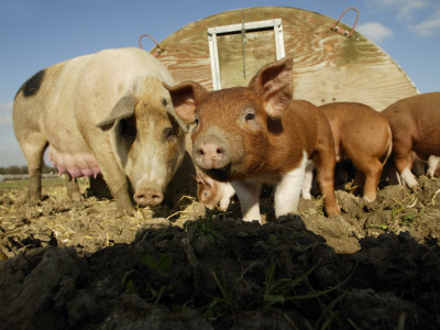 Free Range Organic Pig Sow With Piglets, Wiltshire, Uk by T.J. Rich Pricing Limited Edition Print image