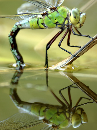 Female Emperor Dragonfly (Anax Imperator) Laying Eggs At The Edge Of A Pond, Cornwall, Uk by Ross Hoddinott Pricing Limited Edition Print image
