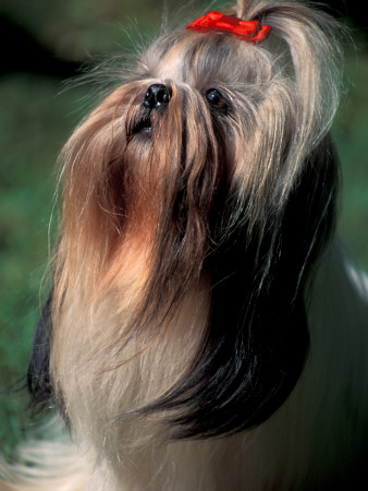 Shih Tzu Looking Up by Adriano Bacchella Pricing Limited Edition Print image