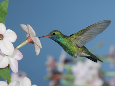Broad Billed Hummingbird, Male Feeding On Nicotiana Flower, Arizona, Usa by Rolf Nussbaumer Pricing Limited Edition Print image