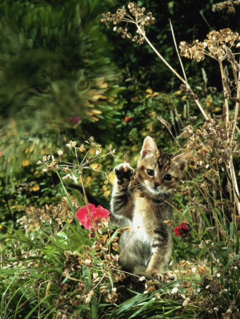 Domestic Cat Kitten In Flower Field by Jane Burton Pricing Limited Edition Print image