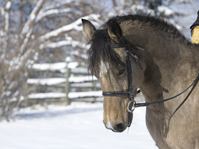 Buckskin Morgan Mare Head, Longmont, Colorado, Usa by Carol Walker Pricing Limited Edition Print image