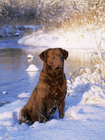 Chesapeake Bay Retriever Sitting In Snow By River, Illinois, Usa by Lynn M. Stone Pricing Limited Edition Print image