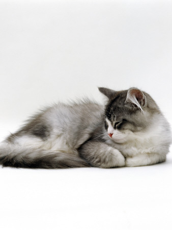 Domestic Cat, 5-Month Silver Bicolour Chinchilla-Cross Kitten, Sleeping by Jane Burton Pricing Limited Edition Print image