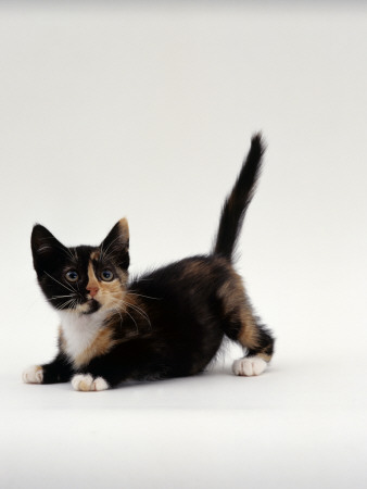 Domestic Cat, Playful Tortoiseshell Kitten by Jane Burton Pricing Limited Edition Print image