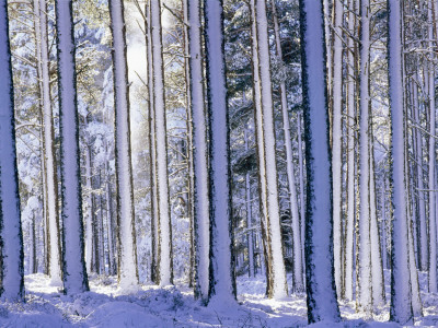 Pine Forest After Snowstorm, Strathspey, Scotland, Uk by Pete Cairns Pricing Limited Edition Print image
