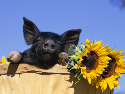 Piglet (Mixed Breed) In Barrel With Sunflower by Lynn M. Stone Pricing Limited Edition Print image