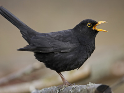 Blackbird (Turdus Merula) Male Singing, Helsinki, Finland by Markus Varesvuo Pricing Limited Edition Print image