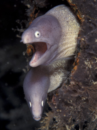 Pair Of Grey Faced Moray Eels, Indo-Pacific by Jurgen Freund Pricing Limited Edition Print image