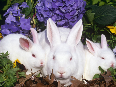 Domestic New Zealand Rabbits, Amongst Hydrangeas, Usa by Lynn M. Stone Pricing Limited Edition Print image