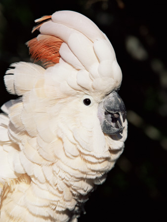 Salmon Crested Cockatoo by Lynn M. Stone Pricing Limited Edition Print image