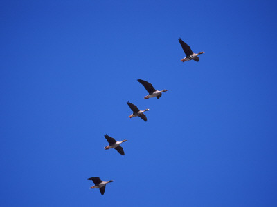 Five White Fronted Geese In Formation Flight, Estonia by Niall Benvie Pricing Limited Edition Print image