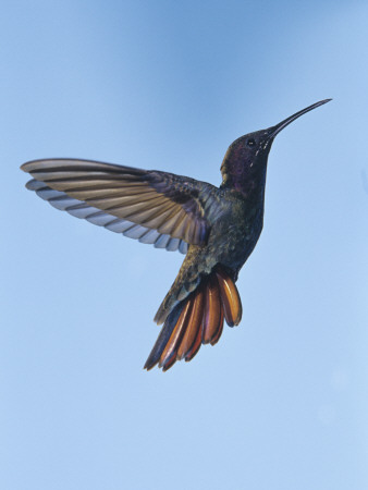 Jamaican Mango, In Flight, Rocklands, Montego Bay, Jamaica by Rolf Nussbaumer Pricing Limited Edition Print image
