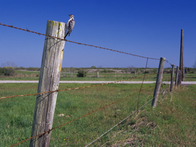 Female Ladder Backed Woodpecker, Cavity In Fence Post, Welder Wildlife Refuge, Sinton, Texas, Usa by Rolf Nussbaumer Pricing Limited Edition Print image