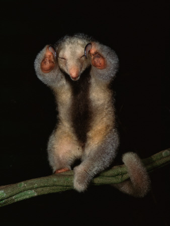 Pygmy / Silky Anteater, South America by Pete Oxford Pricing Limited Edition Print image