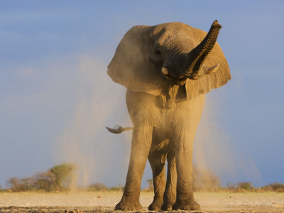 African Elephant, Shaking Dust Off, Etosha National Park, Namibia by Tony Heald Pricing Limited Edition Print image