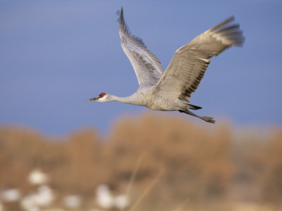 Sandhill Crane In Flight, Bosque Del Apache National Park, Nm, Usa by Rolf Nussbaumer Pricing Limited Edition Print image