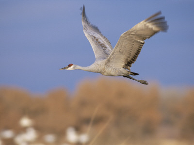 Sandhill Crane In Flight, Bosque Del Apache National Park, Nm, Usa by Rolf Nussbaumer Pricing Limited Edition Print image
