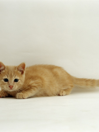 Domestic Cat, 8-Week Cream British Shorthair Kitten by Jane Burton Pricing Limited Edition Print image