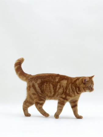 Domestic Cat, Red Tabby Female Walking Profile by Jane Burton Pricing Limited Edition Print image