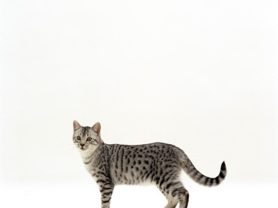 Domestic Cat, 5-Month Silver Spotted Shorthair Male by Jane Burton Pricing Limited Edition Print image