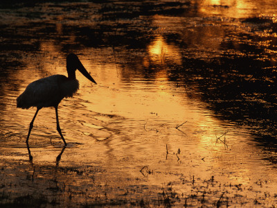 Silhouette Of Jabiru Stork In Water, At Sunset, Pantanal, Brazil by Staffan Widstrand Pricing Limited Edition Print image