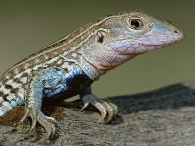 Texas Spotted Whiptail Lizard, Male, Texas, Usa by Rolf Nussbaumer Pricing Limited Edition Print image